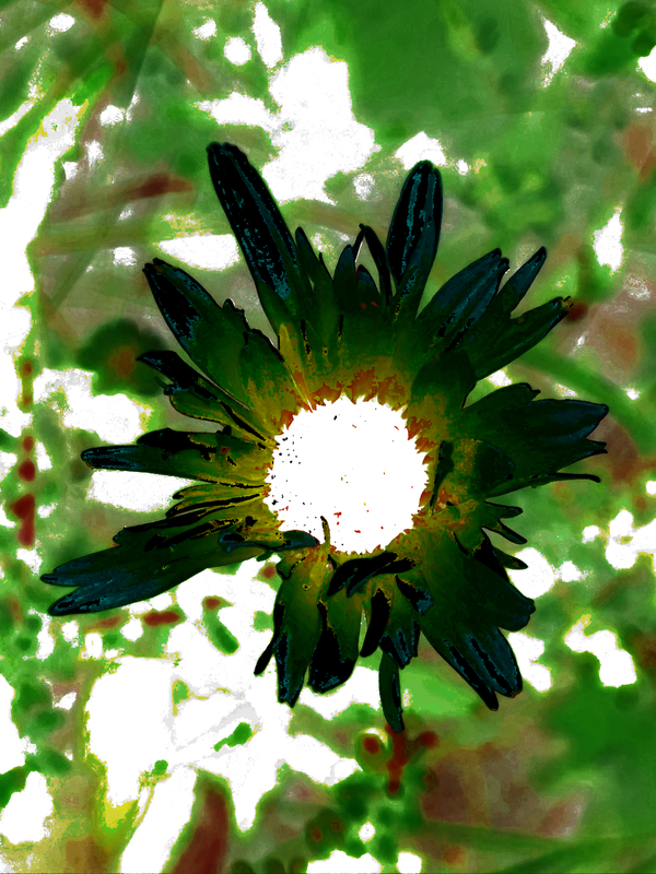 Abstract Dark Green Daisy Flower Print