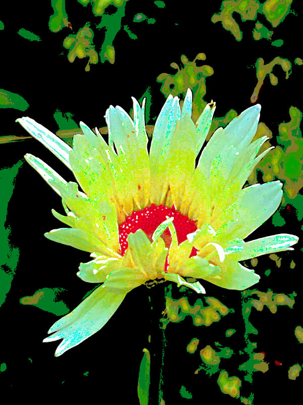 Abstract Summer Daisy Flower Print