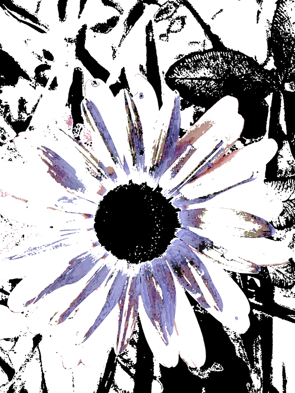 Abstract Large Blooming Daisy  Print