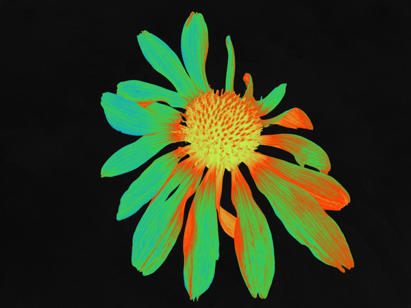 Abstract Neon Glowing Cone Flower  Print