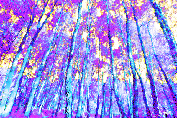  Vibrant Birch Tree Glory in the Scottish Highlands Print