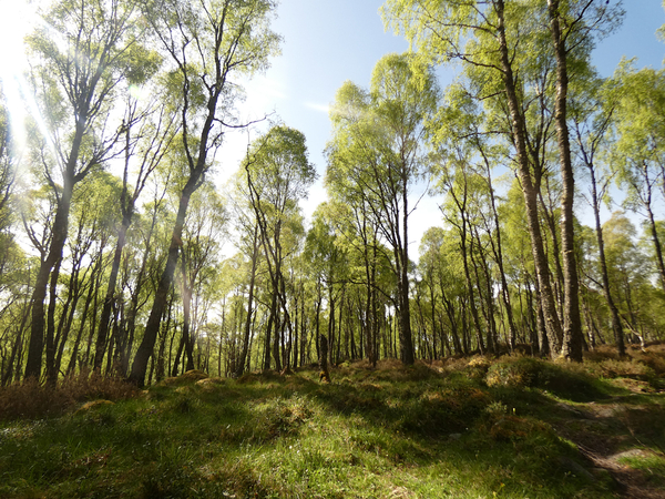 Early May Sun in a Scottish Highlands Birch Forest Print