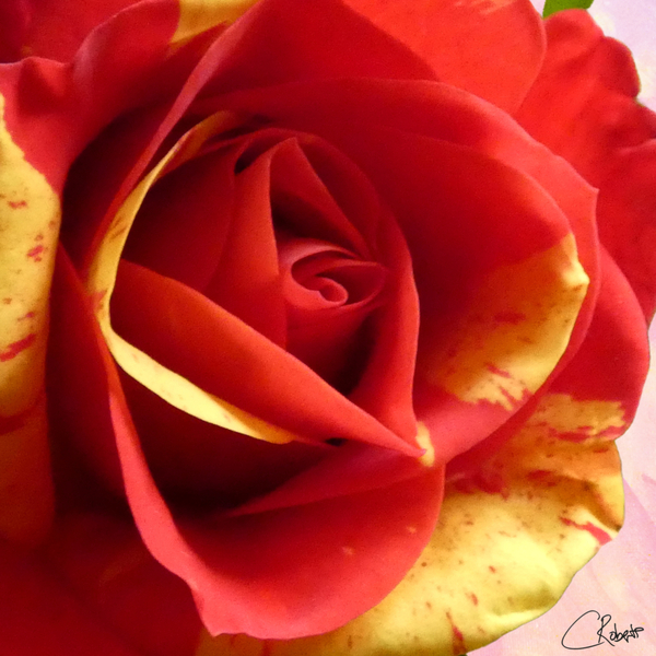 Original Red and Yellow Rose on an Abstract Background Print