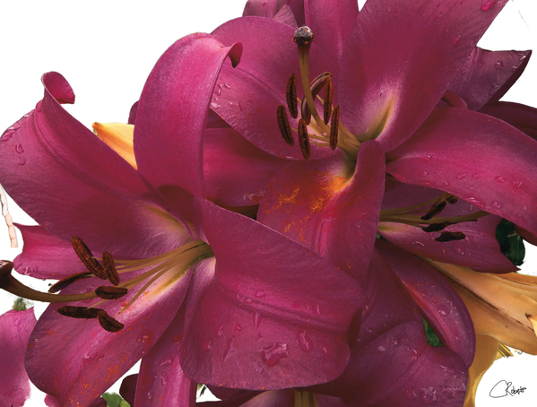 Ruby Lily Flowers Print