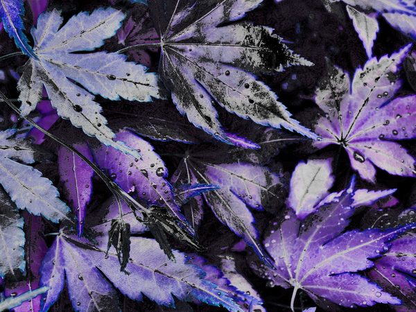 Abstract Acer Leaves in Blue and Purple Print