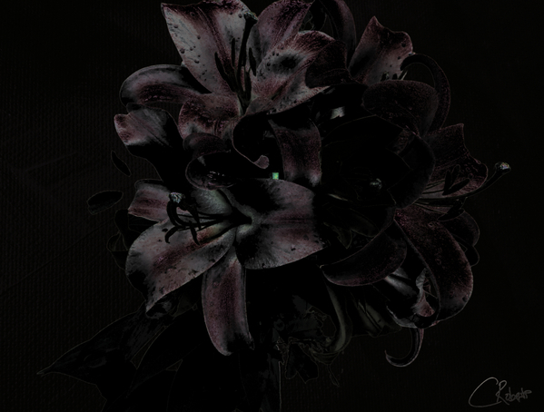 Darker Poster Lilies Pop Art Print