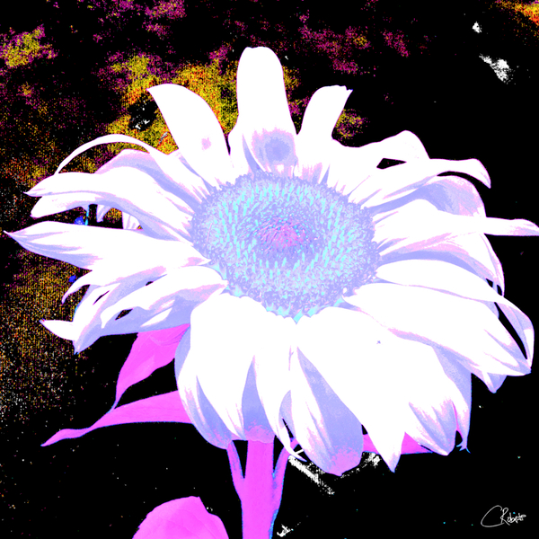 Pink Sunflower on  Dark  Abstract Background Print