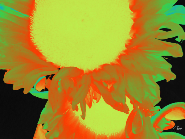   Neon Sunflowers Two in Heatwave Print
