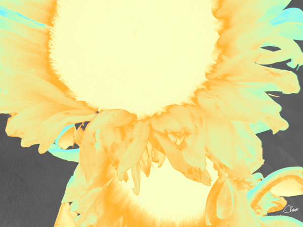  Neon Orange Sunflowers Two in Heatwave Print