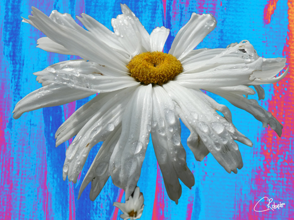  White Daises on Abstract Coloured Heatwave Background Print