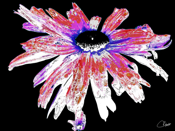 Red and White Distressed Daisy Flower on a Black Background Print