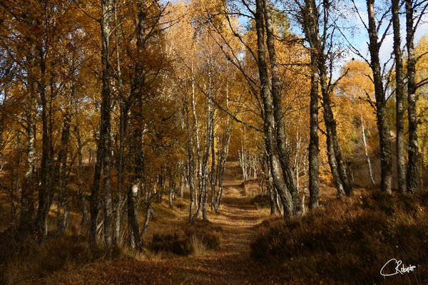 Autumns Ramble in the Scottish Highlands Print