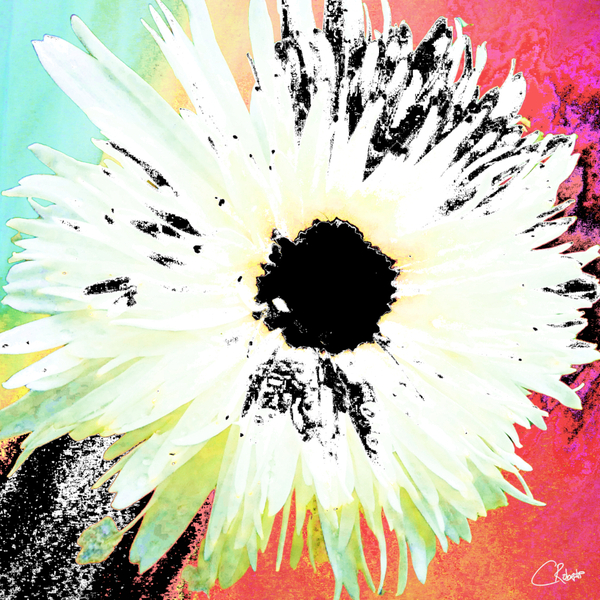 White Daisy Dark Centred on an Abstract Background Print