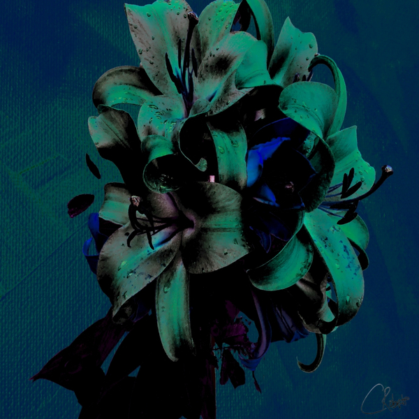 Dark Poster Lilies  Print