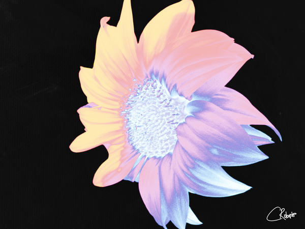 Silver and Pink Sunflower on a Black Background Print