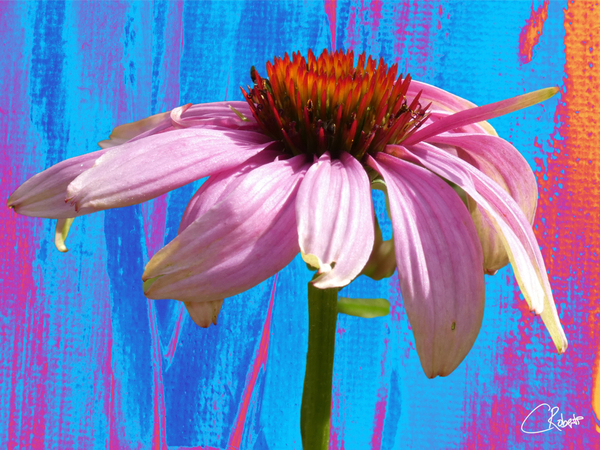 Echinacea Flower Close up on Heatwave Abstract Print