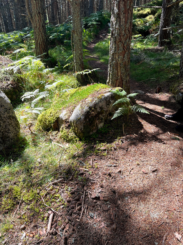 Scenes from the Trail - Sunlight Forest Trail  Print