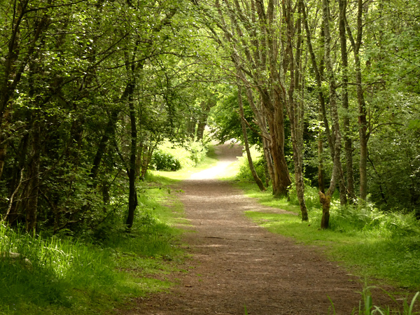 Impressionistic Nature Path Through the Scottish Highlands Print