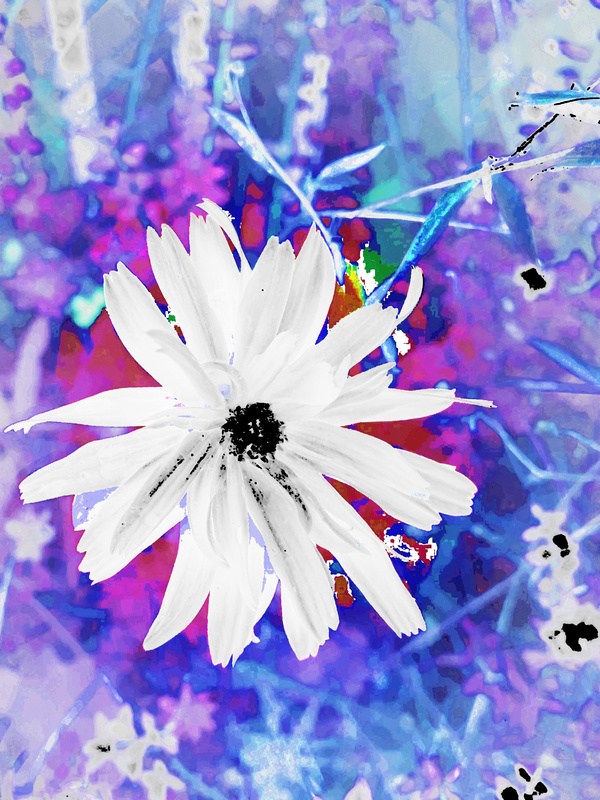 Abstract Surreal White Daisy Print