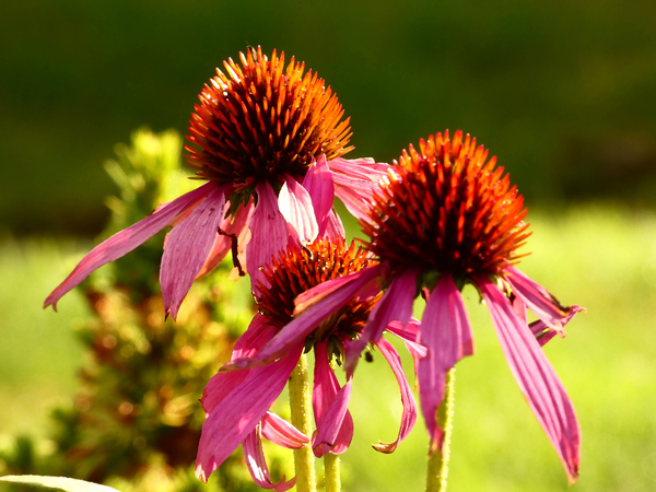 Summer Cone Flowers Print