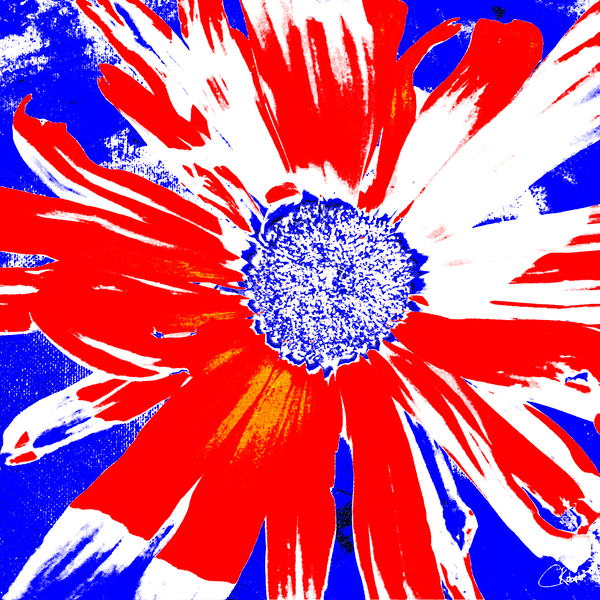 Red White and Blue Daisy on a Navy Abstract Background Print