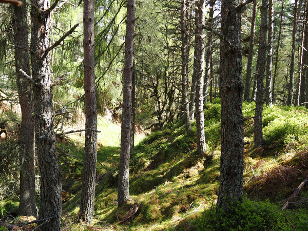 Pine Forest Light in the Scottish Highlands                                                                                                                  Print