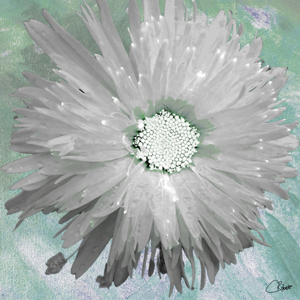 Paler Silver Turquoise Daisy on a Green Abstract Background Print