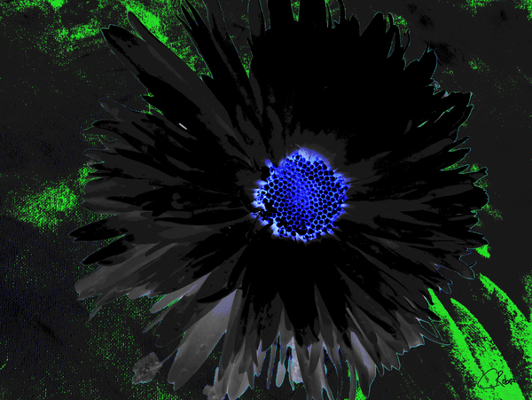  Abstract Dark Double Daisy Flower on a Dark Abstract Background Print
