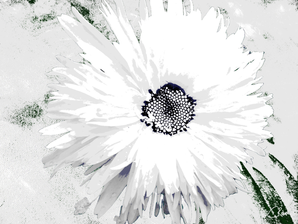 Abstract White Double Daisy on a Pale Monochrome Abstract Background Print