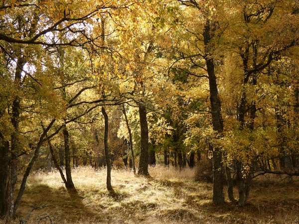 The Joy of Autumn in the Scottish Highlands Print