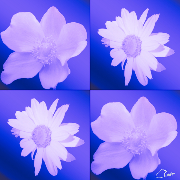  Japanese Anemones with Daises on a Purple Background Print