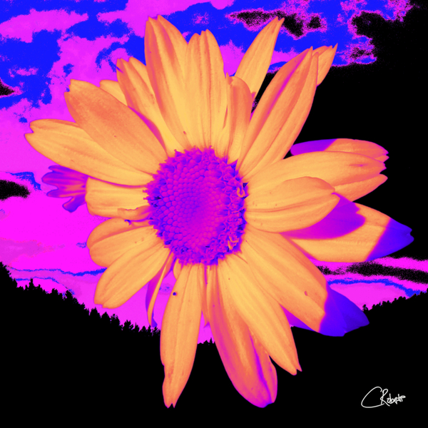 Daisy Dreaming Print