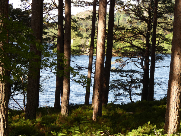  Lochside View  Print