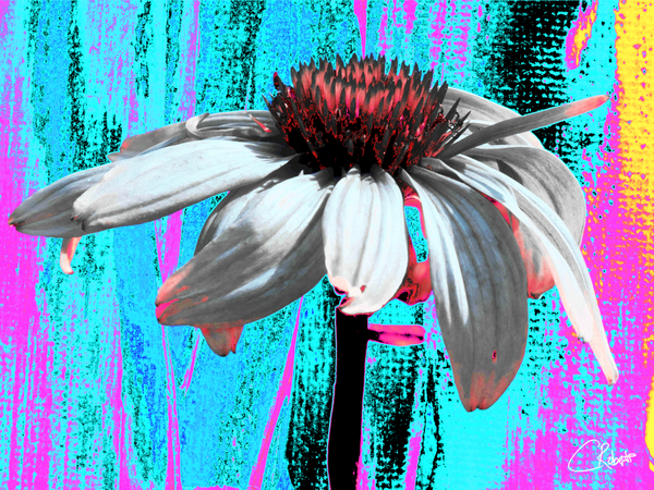 Poster Echinacea Flower  on a Colourful Background Print