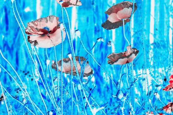 Poster Poppies of the Scottish Highlands Print