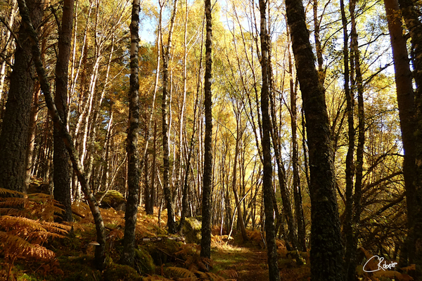 Autumnal Forest Walk in the Scottish Highlands Print