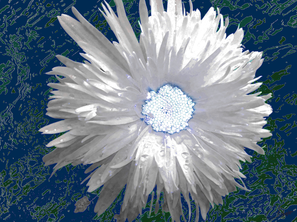 White Daisy Flower with Light Turquoise Centre on an Abstract Background Print