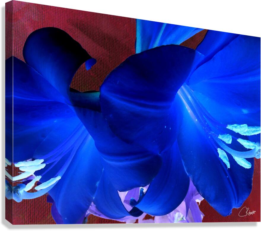  Abstract Colour Popping Lilies Canvas Print