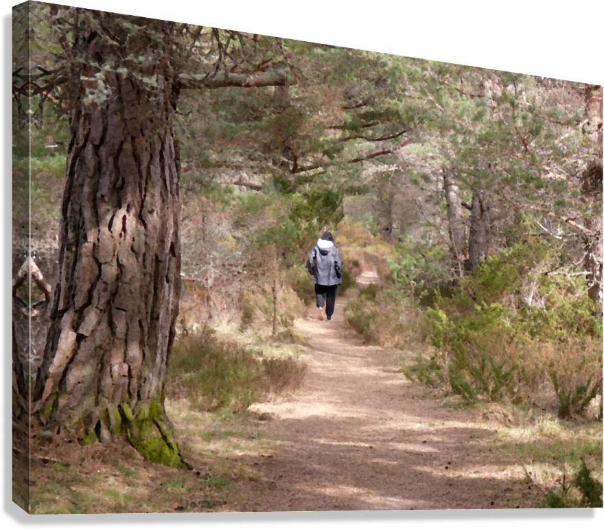  A Walk in Nature in the Scottish Highlands Canvas Print
