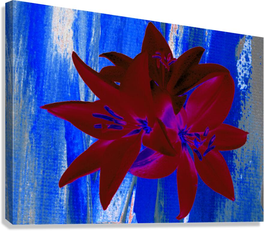 Abstract  Bright Red Trio of Lilies Canvas Print