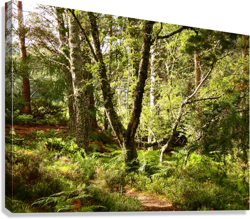 Sunny Nature Path in the Scottish Highlands   Canvas Print