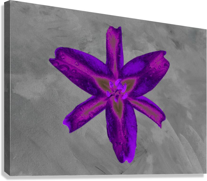   Abstract  Stunning Purple Lily Canvas Print