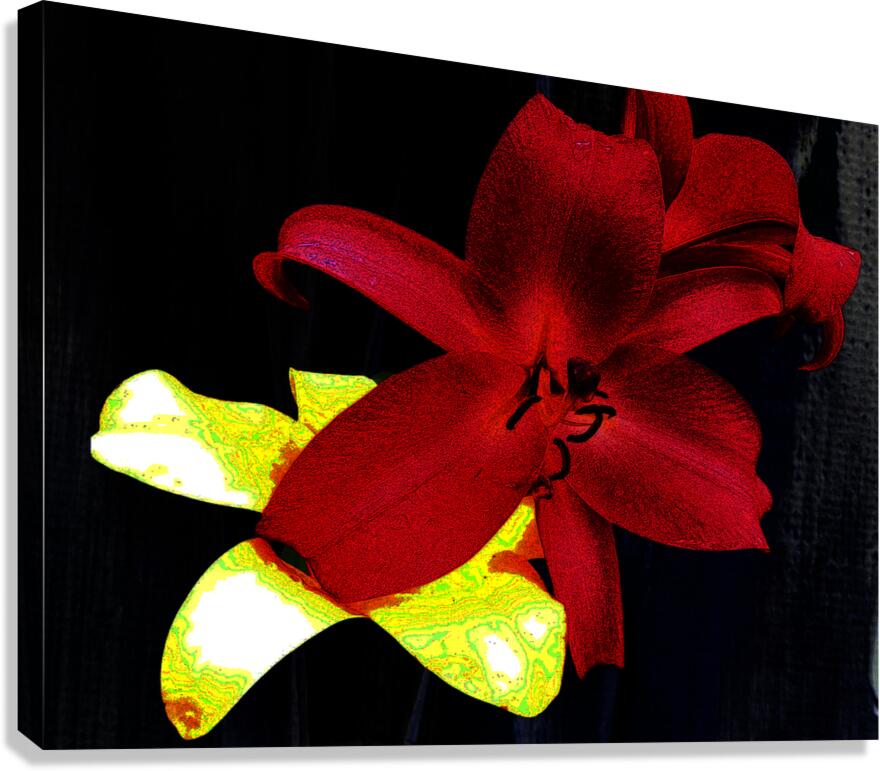 Cool Contemporary Dark Lily Flowers Canvas Print