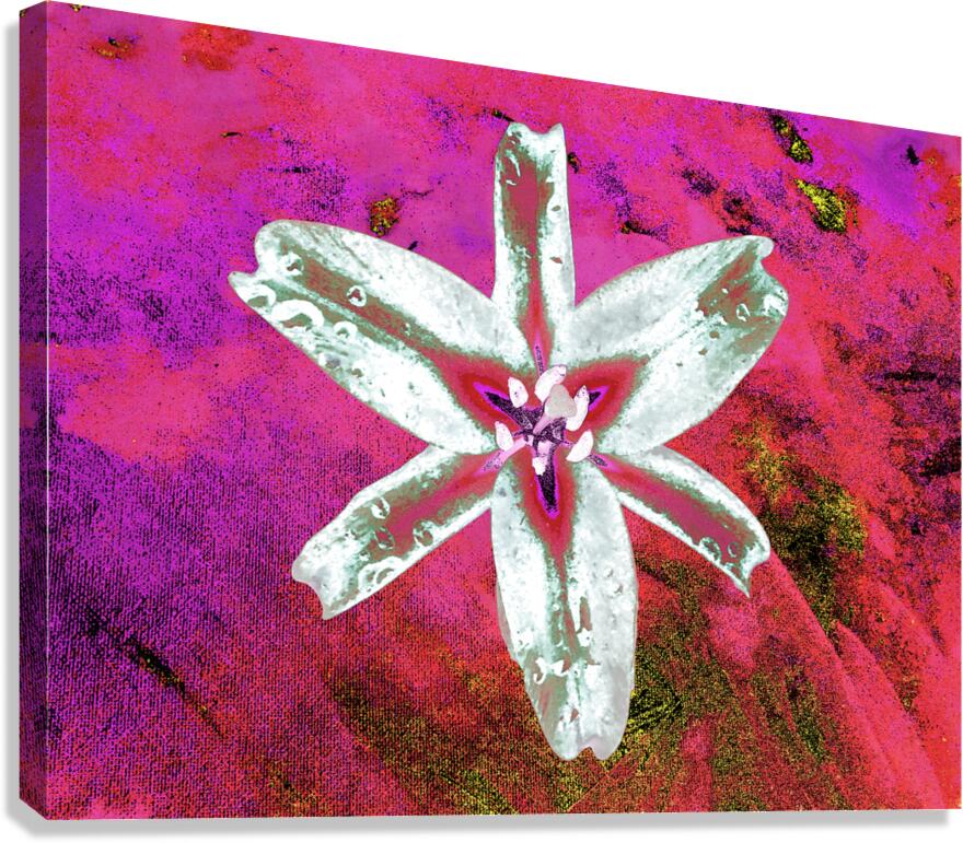 Abstract Contrasting Stunning Lily Flower Canvas Print