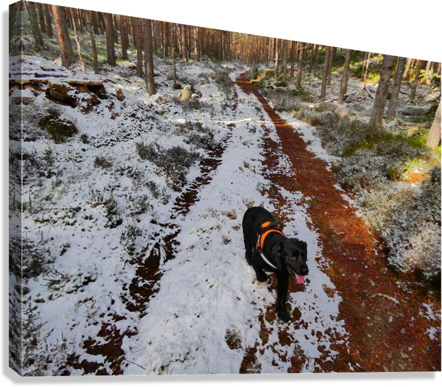  A Winters Walk in the Woods in the Scottish Highlands Canvas Print