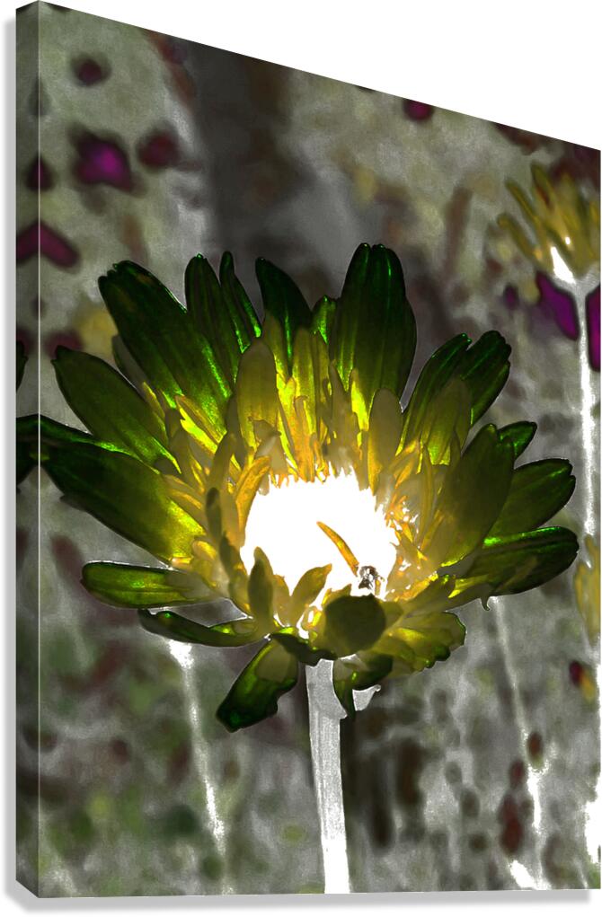 Abstract Impressionistic Glowing Illuminated Daisy Flower Canvas Print