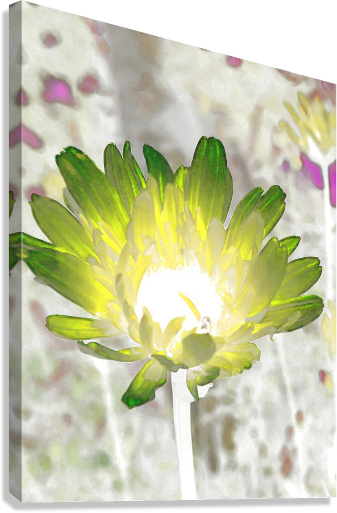 Abstract Impressionistic Illuminated Daisy Flower Canvas Print