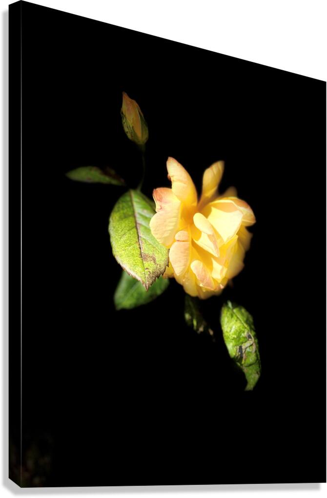  Lovely Yellow Rose on a Dark Background Canvas Print