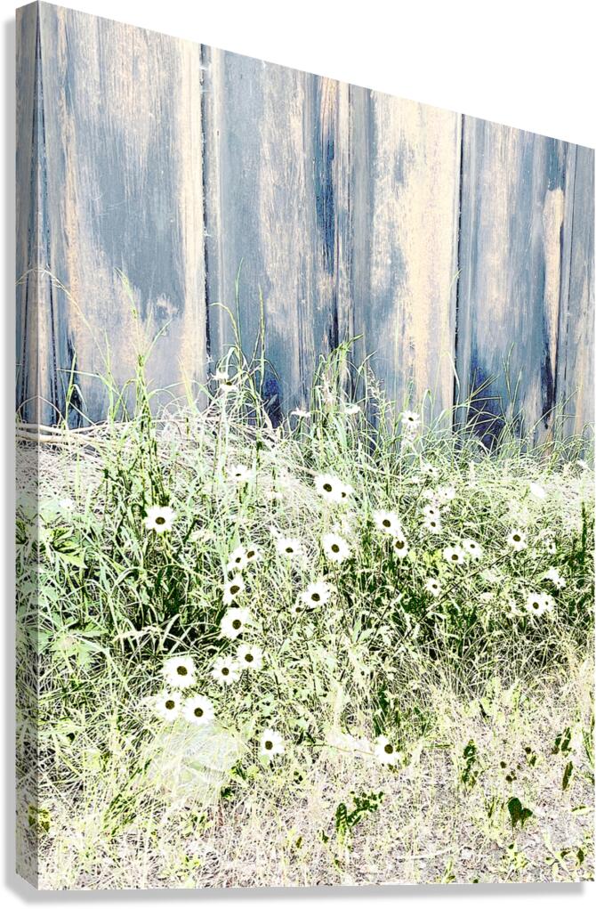 Serene Summer Daises  Canvas Print