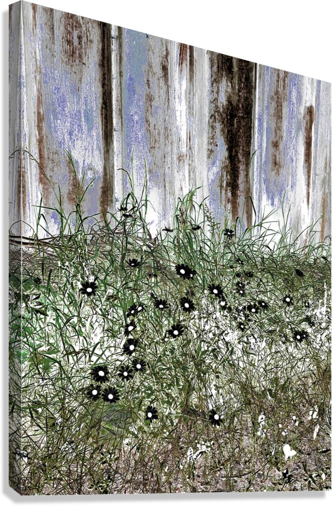 Summer Daises and Grass Canvas Print